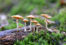 Denver Voters Decriminalize Psilocybin Denver Mushrooms mg mg Magazine