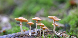 Denver Voters Decriminalize Psilocybin Denver Mushrooms mg mg Magazine