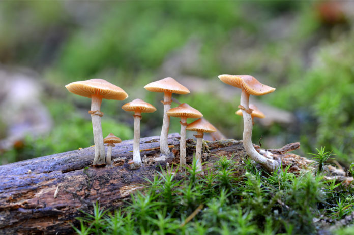 Denver Mushrooms mg mg Magazine
