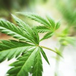 New Jersey Recreational Pot Suffers Setback New Jersey Cannabis mgretailer