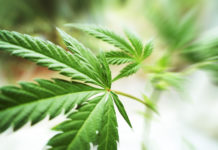 New Jersey Recreational Pot Suffers Setback New Jersey Cannabis mgretailer