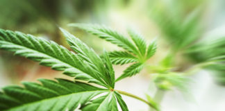 New Jersey Recreational Pot Suffers Setback New Jersey Cannabis mgretailer