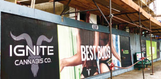 Ignite (the Power of a Brand): The Maverick Effect