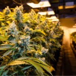 Industry Reacts to Illinois Legislature Approval of Recreational Cannabis Illinois legalize marijuana mgretailer