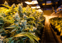 Industry Reacts to Illinois Legislature Approval of Recreational Cannabis Illinois legalize marijuana mgretailer