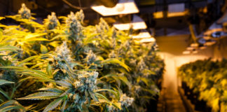 Industry Reacts to Illinois Legislature Approval of Recreational Cannabis Illinois legalize marijuana mgretailer