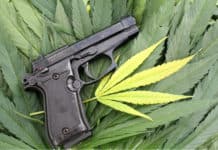 Ganja or Guns? Texas Cannabis Patients Face Difficult Choice guns marijuana texas mgretailer