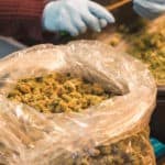 Too Much Cannabis Prompts Oregon to Allow Interstate Sales ss The Adaptive Oregon Cannabis surplus mgretailer