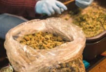 Too Much Cannabis Prompts Oregon to Allow Interstate Sales ss The Adaptive Oregon Cannabis surplus mgretailer