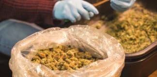 Too Much Cannabis Prompts Oregon to Allow Interstate Sales ss The Adaptive Oregon Cannabis surplus mgretailer