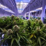CannTrust Stock Rises After CEO Fired for Unlicensed Growing CannTrust Illegal growing Stock Rise mgretailer