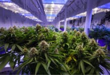 CannTrust Stock Rises After CEO Fired for Unlicensed Growing CannTrust Illegal growing Stock Rise mgretailer