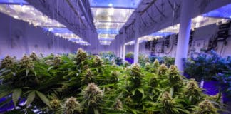 CannTrust Stock Rises After CEO Fired for Unlicensed Growing CannTrust Illegal growing Stock Rise mgretailer