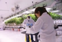 Envirocann Helps the Industry Shrink Its Carbon Footprint Envirocann