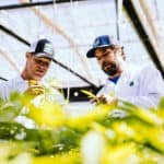 Bigger, Faster, Smarter: The Cannabis AgTech Revolution Glass House Farms cannabis cultivation mg Magazine