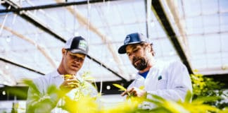 Bigger, Faster, Smarter: The Cannabis AgTech Revolution Glass House Farms cannabis cultivation mg Magazine