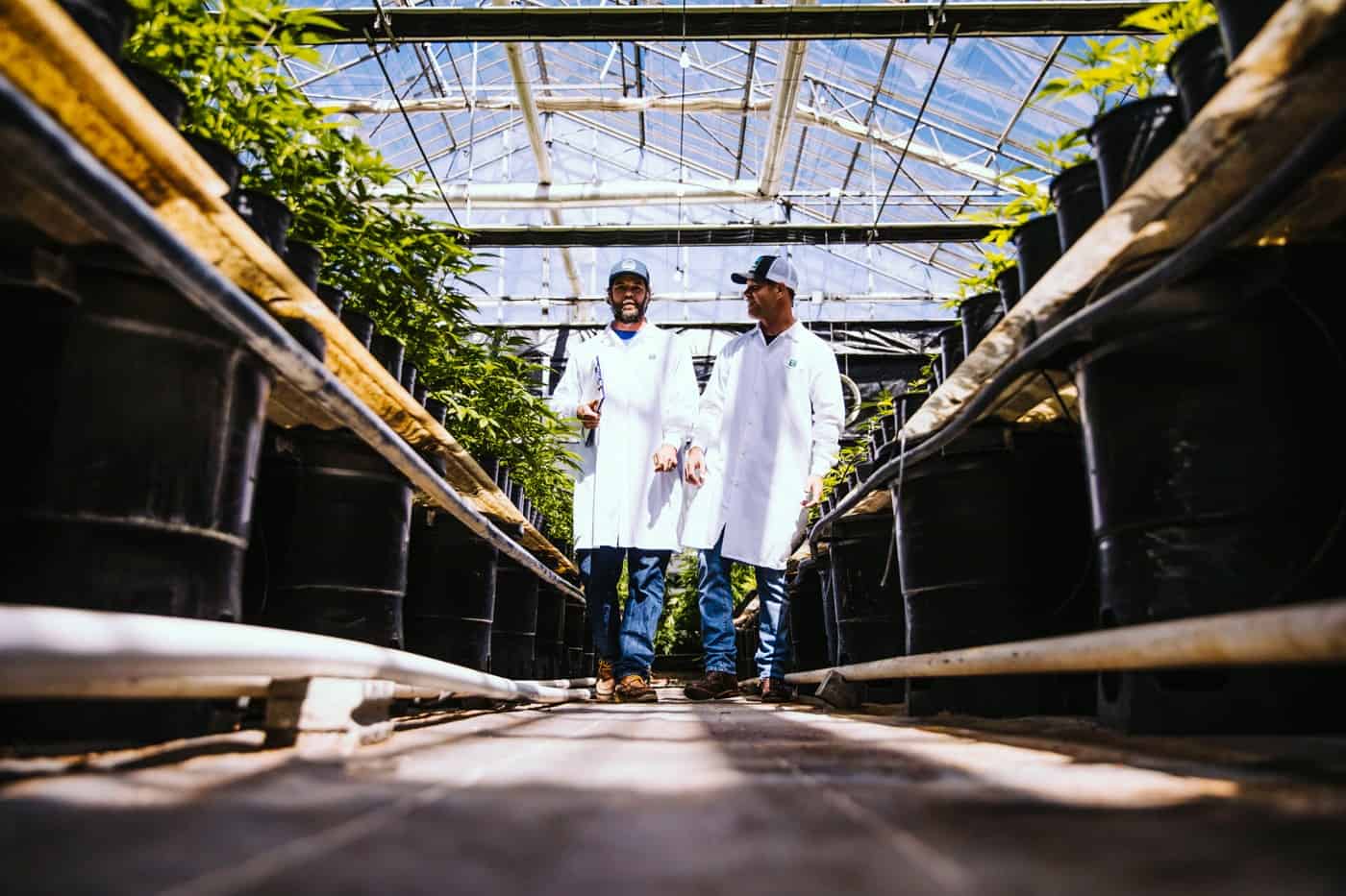 Glass House Farms cannabis greenhouse mg Magazine