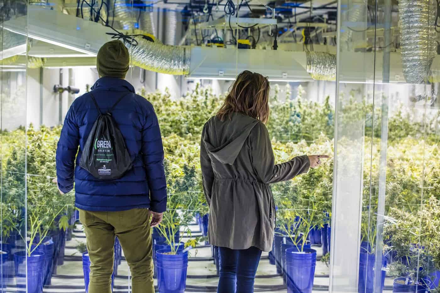 Customers watch cannabis grow in the "viewing tunnel" at Denver's Green Solution dispensary.