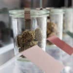 Dispensaries Find Pros and Cons in Growing Their Own Flower Harmony Dispensary Buds web MGmagazine