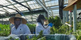 Tensions Continue Over Cannabis in Santa Barbara County Santa Barbara Cannabis Grow Mgretailer