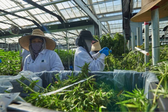 Santa Barbara Cannabis Grow Mgretailer