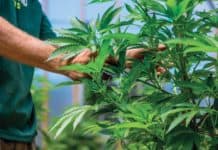 Why Grow Operations Should Produce as Many Strains as Possible grow operations multiple strains 2