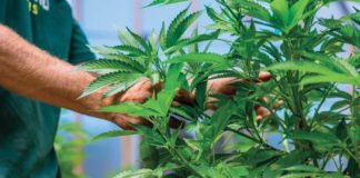 Why Grow Operations Should Produce as Many Strains as Possible grow operations multiple strains 2