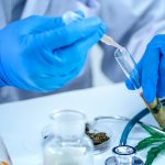 Researchers Discover Two New Cannabinoids Delta-9-THCP-and-CBDP-cannabinoids-mgretailer