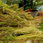 Price for Hemp Plunges; Experts Blame Oversupply Hemp-Farming-Price-for-Hemp-mg-magazine-mgretailer-cannabis-news