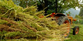 Price for Hemp Plunges; Experts Blame Oversupply Hemp-Farming-Price-for-Hemp-mg-magazine-mgretailer-cannabis-news