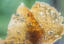 Lawmakers Consider THC Limit That Would Ban Many Cannabis Concentrates Washington Cannabis Concentrates Limit mgretailer