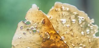 Lawmakers Consider THC Limit That Would Ban Many Cannabis Concentrates Washington Cannabis Concentrates Limit mgretailer