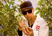 22Red to Launch in Arizona Dispensaries 22Red-Arizona-PR-mg-magazine-mgretailer