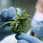 Newly Discovered Cannabis Compound May Be 30 Times More Potent than THC Cannabis-Compound-THCP-mg-magazine-mgretailer-cannabis-news