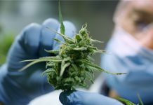 Newly Discovered Cannabis Compound May Be 30 Times More Potent than THC Cannabis-Compound-THCP-mg-magazine-mgretailer-cannabis-news