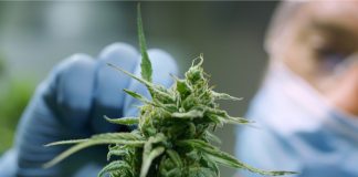 Newly Discovered Cannabis Compound May Be 30 Times More Potent than THC Cannabis-Compound-THCP-mg-magazine-mgretailer-cannabis-news