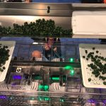 GreenBroz: Automated Cannabis Packaging GreenBroz-Support-Image-Precision-Batcher-Blog2