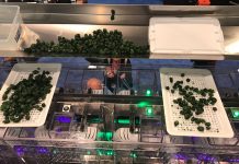 GreenBroz: Automated Cannabis Packaging GreenBroz-Support-Image-Precision-Batcher-Blog2