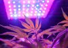 Using the Right Light Spectrum Can Eliminate Outdoor Transplant Shock Kevin-Frender-Black-Dog-LED-outdoor-transplant-mg-magazine-mgretailer