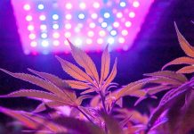 Using the Right Light Spectrum Can Eliminate Outdoor Transplant Shock Kevin-Frender-Black-Dog-LED-outdoor-transplant-mg-magazine-mgretailer