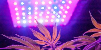 Using the Right Light Spectrum Can Eliminate Outdoor Transplant Shock Kevin-Frender-Black-Dog-LED-outdoor-transplant-mg-magazine-mgretailer