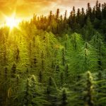 Hemp Licenses Now Being Issued to Louisiana Farmers Louisiana-Hemp-Licenses-mg-magazine-mgretailer