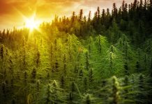 Hemp Licenses Now Being Issued to Louisiana Farmers Louisiana-Hemp-Licenses-mg-magazine-mgretailer