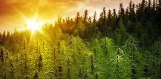 Hemp Licenses Now Being Issued to Louisiana Farmers Louisiana-Hemp-Licenses-mg-magazine-mgretailer