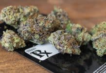 New Legislation on the Horizon for Florida’s Medicinal Cannabis Patients medical marijuana florida mgreatiler