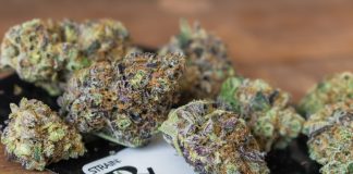 New Legislation on the Horizon for Florida’s Medicinal Cannabis Patients medical marijuana florida mgreatiler