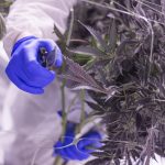 Changing Habits: How Cultivators Are Adjusting Operations during COVID-19 Cannabis-Cultivators-coronavirus-mg-magazine-mgRetailer-cannabis-news