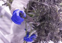 Changing Habits: How Cultivators Are Adjusting Operations during COVID-19 Cannabis-Cultivators-coronavirus-mg-magazine-mgRetailer-cannabis-news
