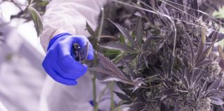 Changing Habits: How Cultivators Are Adjusting Operations during COVID-19 Cannabis-Cultivators-coronavirus-mg-magazine-mgRetailer-cannabis-news