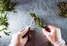Is CBG the New CBD? Is-CBG-the-new-CBD-Josefine-Nowitz-mg-magazine-mgretailer